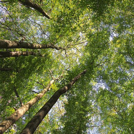         Blätterdach Fototapete mit Laubwald Baumwipfeln
    