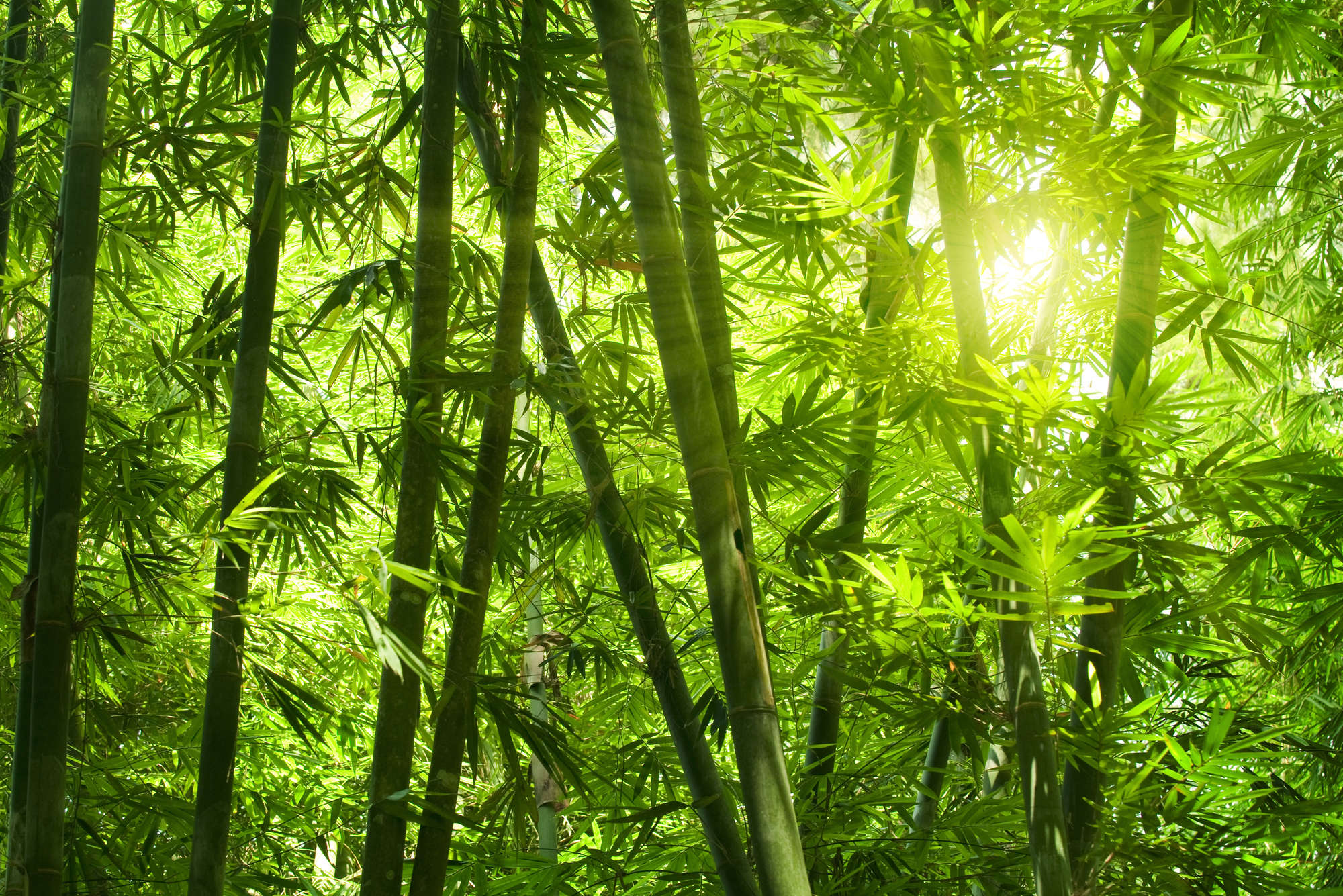            Fototapete Bambus und Blätter – Perlmutt Glattvlies
        