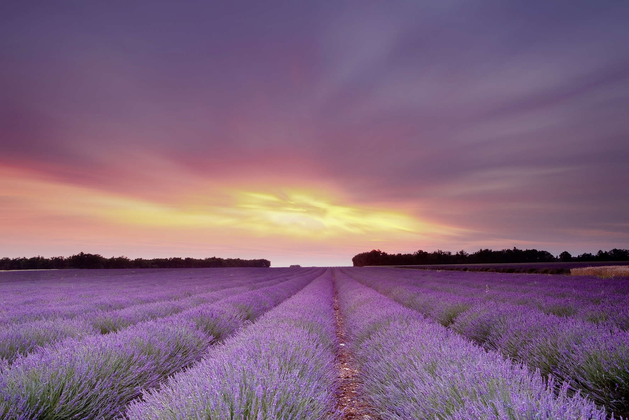             Natur Fototapete Lavendelfeld im Sonnenuntergang – Mattes Glattvlies
        