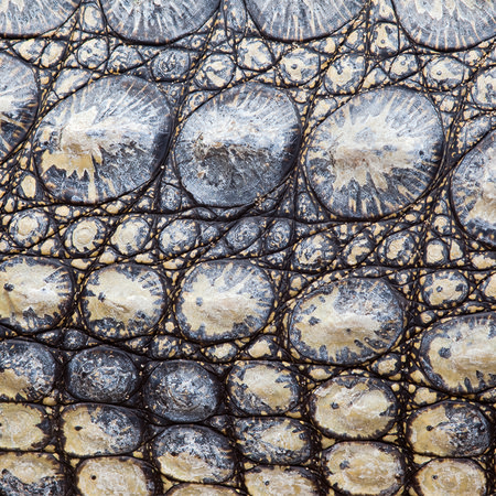         Krokodilhaut – Reptilien Look mit 3D Effekt
    