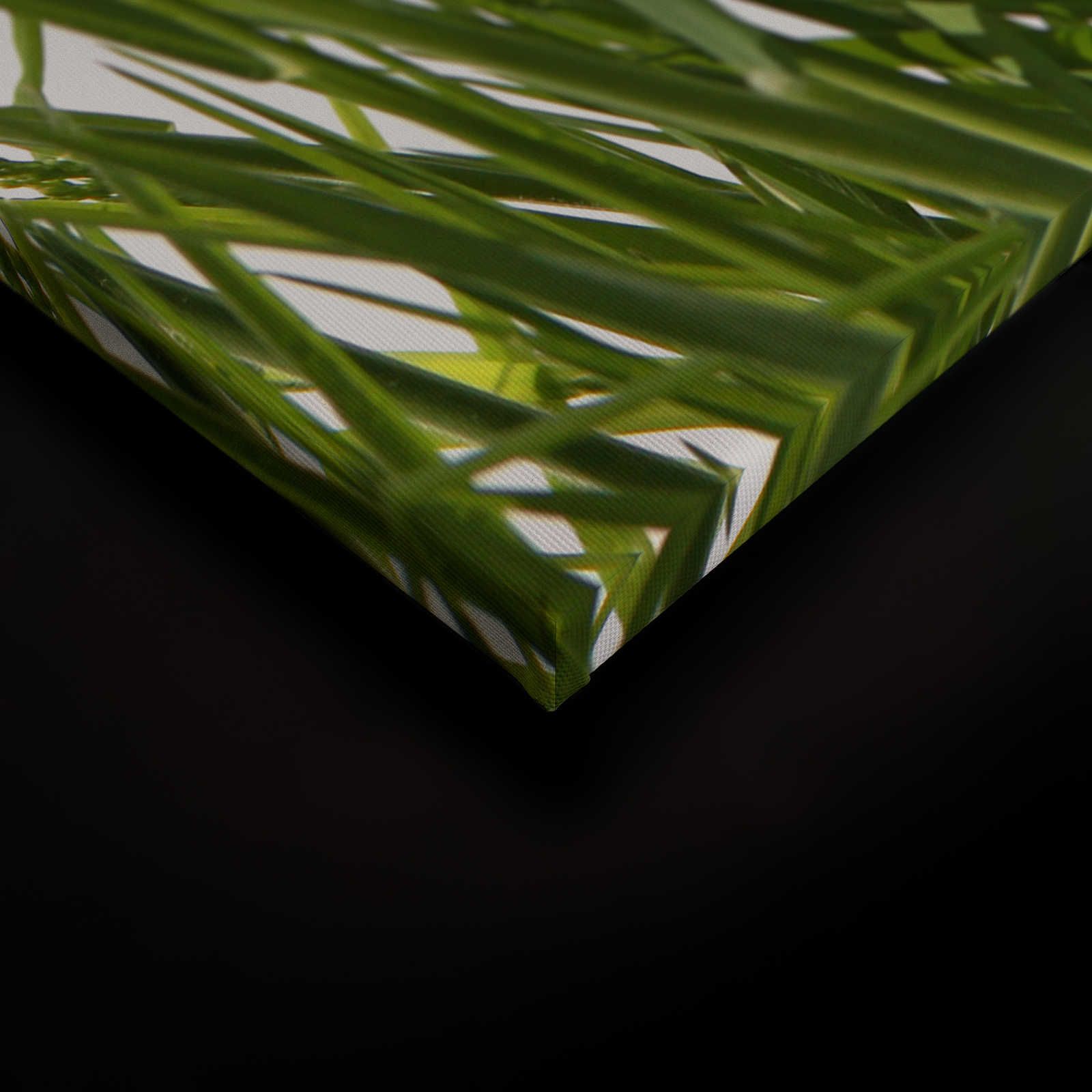             Leinwandbild Gräser Detail mit weißem Hintergrund – 0,90 m x 0,60 m
        