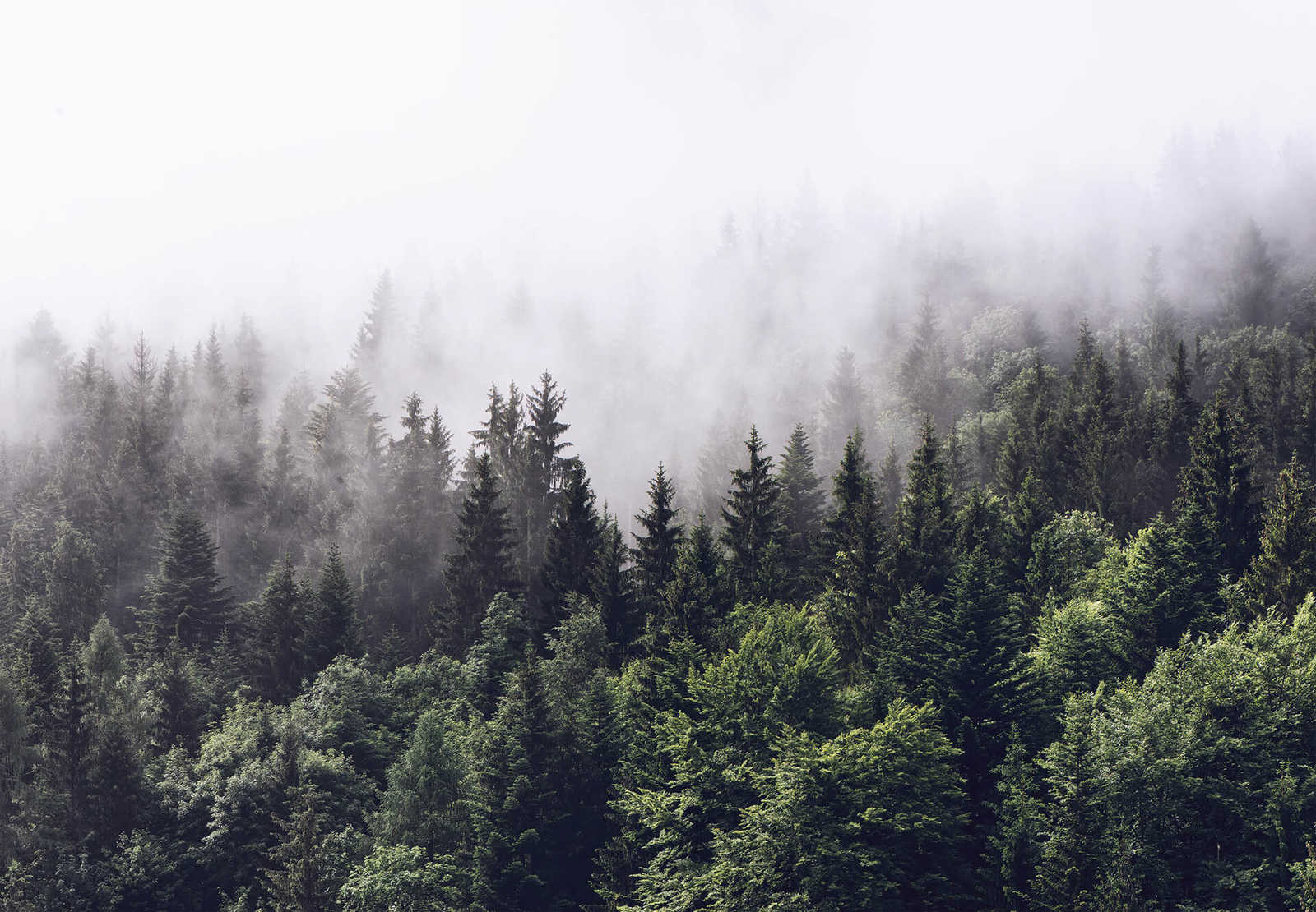         Wald Fototapete Tannen im Nebel – Grün, Weiß
    