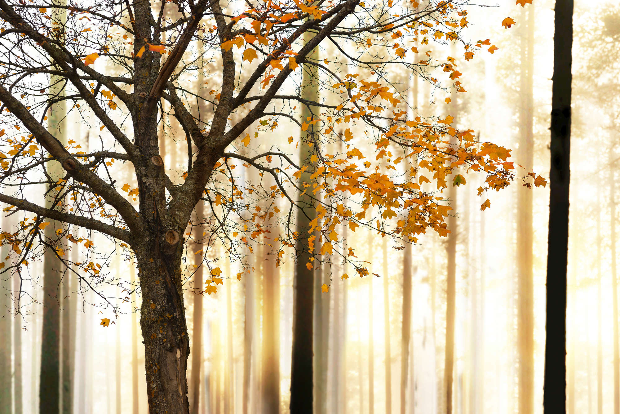             Natur Fototapete Herbstwald Motiv auf Perlmutt Glattvlies
        