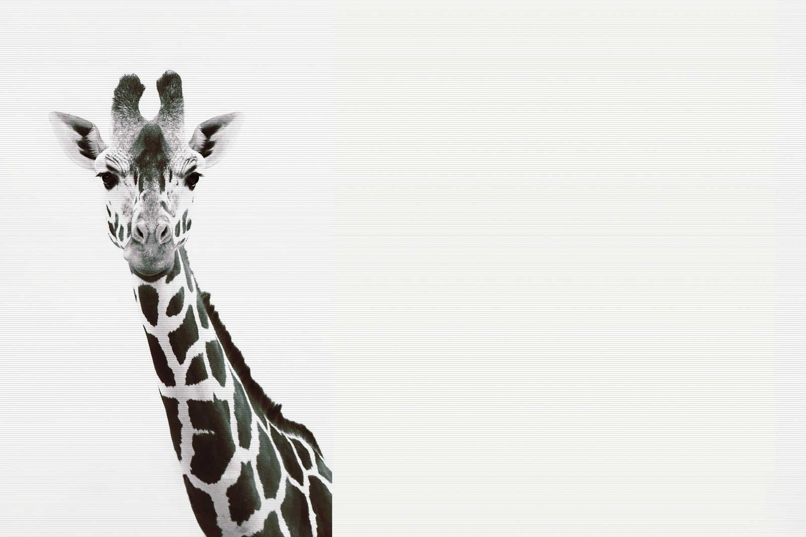             Giraffen Leinwandbild im XXL Schwarz-Weiß Design – 0,90 m x 0,60 m
        