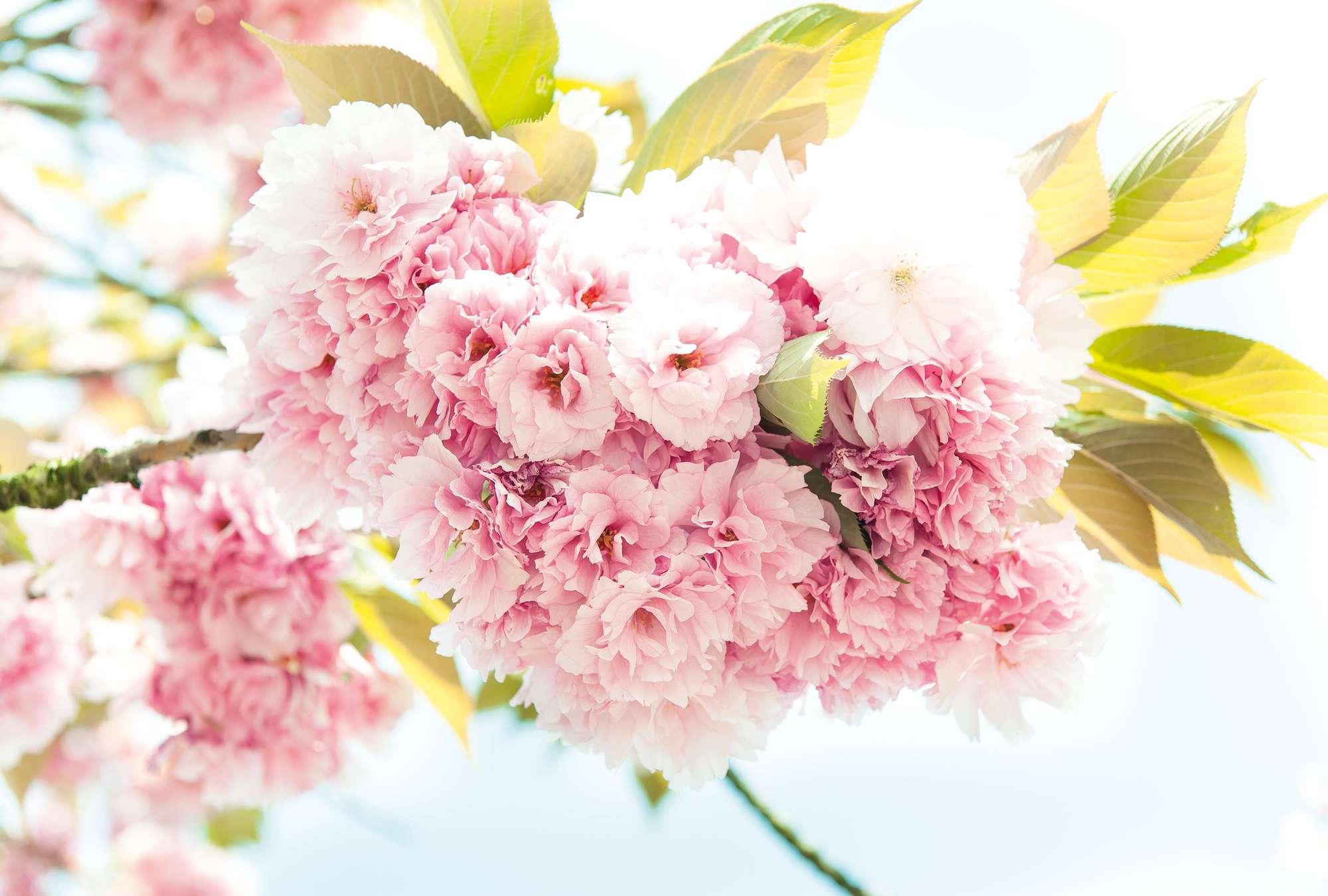             Frühling, rosa – Zarte Blüten in 3D Optik und XXL Format
        