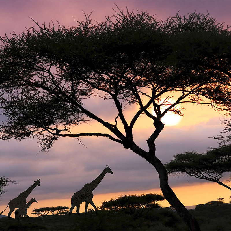 Fototapete Savanne mit Giraffen – Perlmutt Glattvlies
