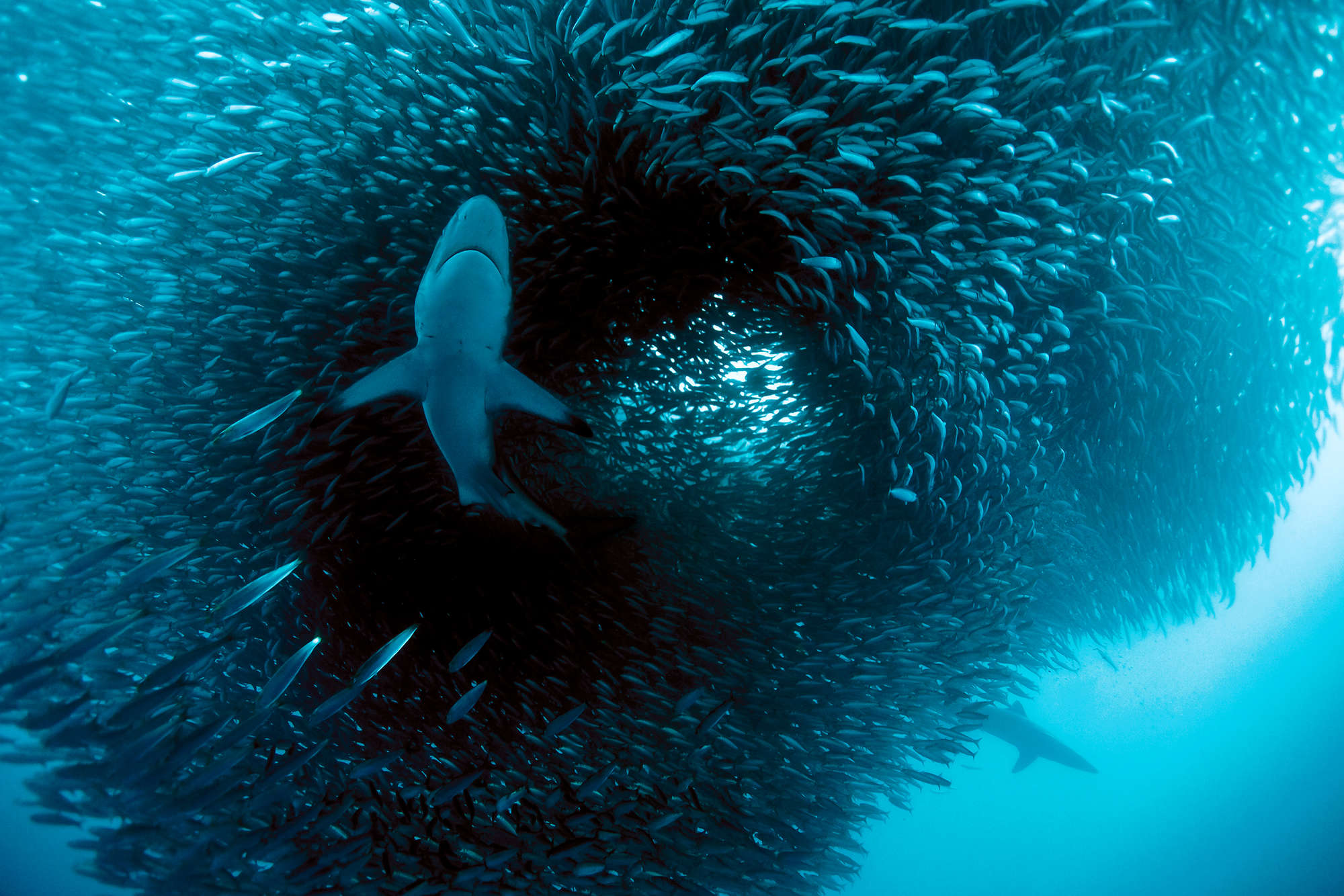             Meeres Fototapete mit Hai beim jagen auf Perlmutt Glattvlies
        
