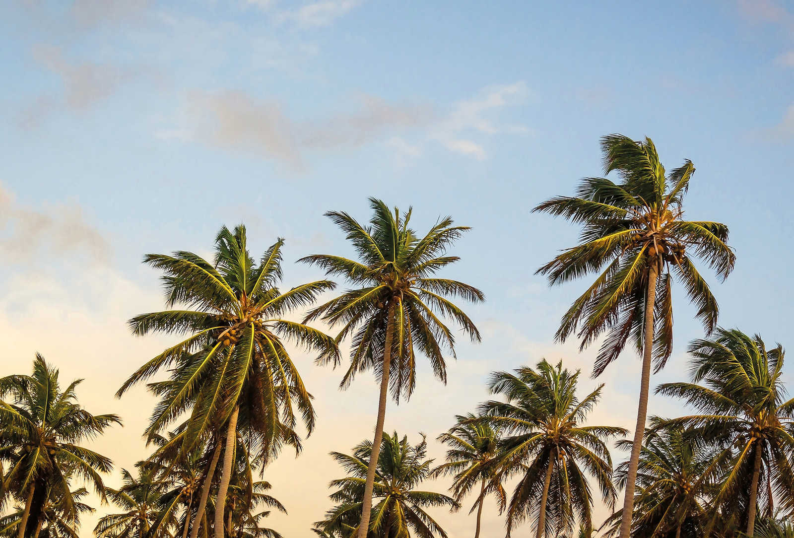         Fototapete Palmen am Strand – Beige, Blau, Grün
    