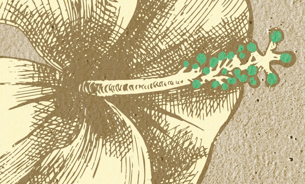             Fototapete Skizze Flamingo und Blätter – Beige, Grün
        