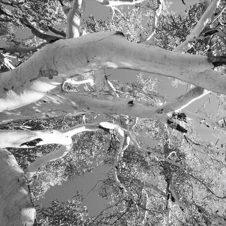         Baumkrone – Fototapete Schwarz-Weiß Laubbaum & Himmel
    