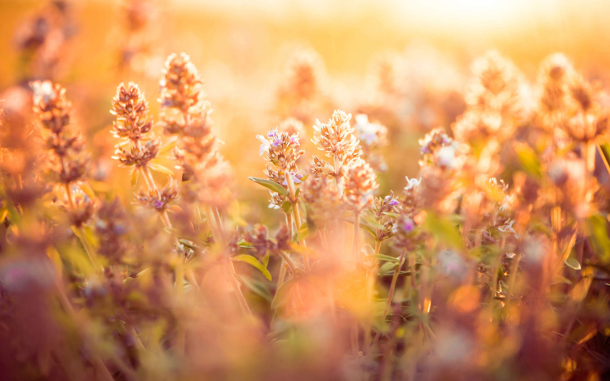             Florale Fototapete Feld mit Blumen und Gräsern – Mattes Glattvlies
        