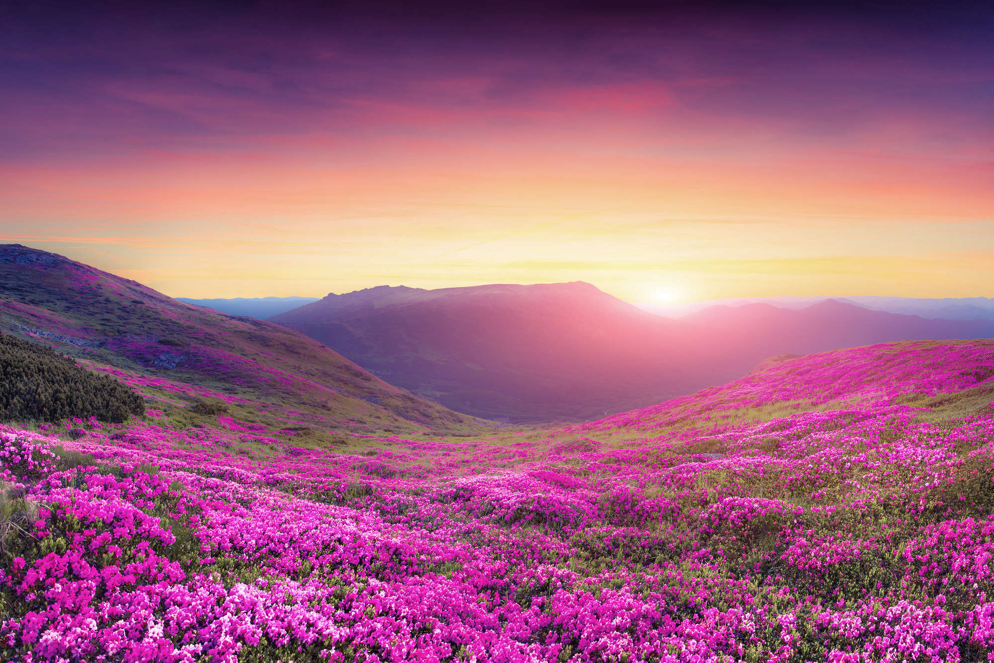             Natur Fototapete Blumenwiese in den Bergen auf Premium Glattvlies
        