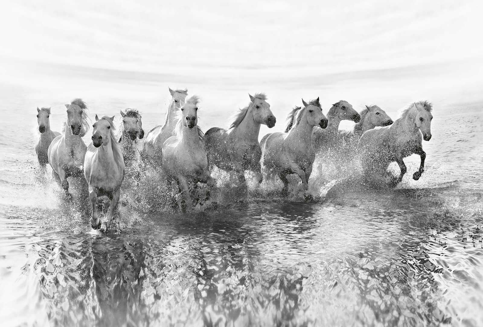         Fototapete weiße Pferde im Wasser – Weiß, Grau, Schwarz
    