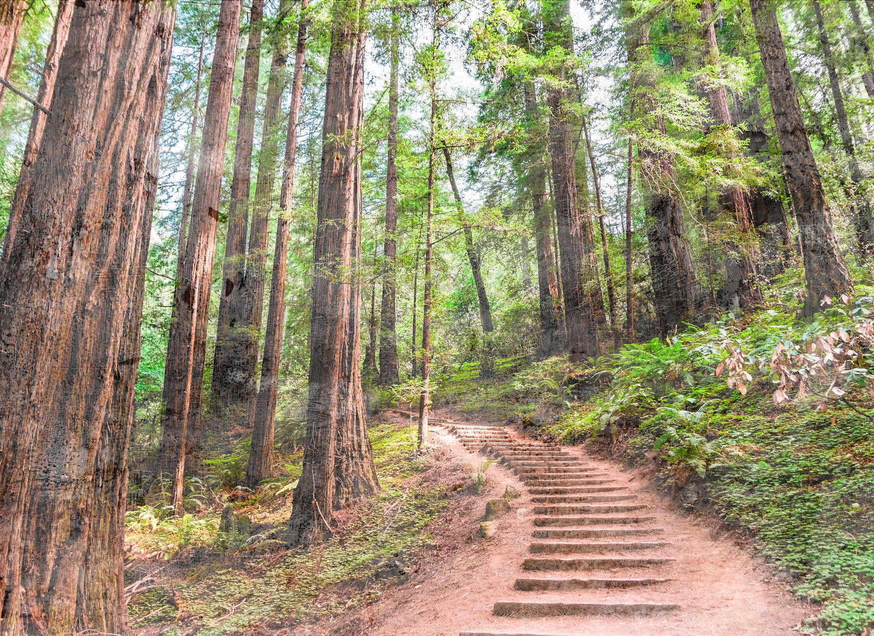             Holztreppe durch den Wald – Braun, Grün, Blau
        