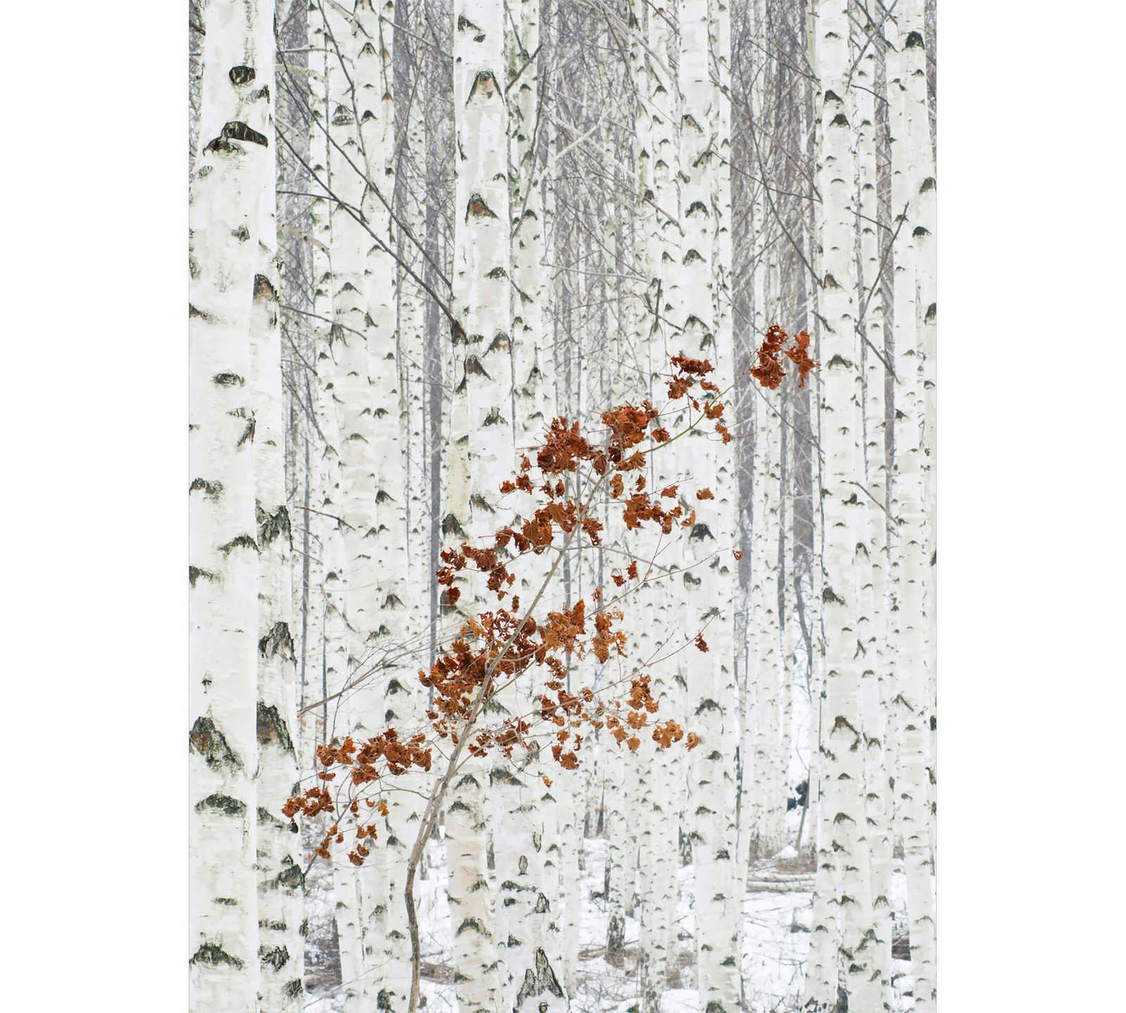 Fototapete Wald aus Birken – Weiß, Grau, Braun
