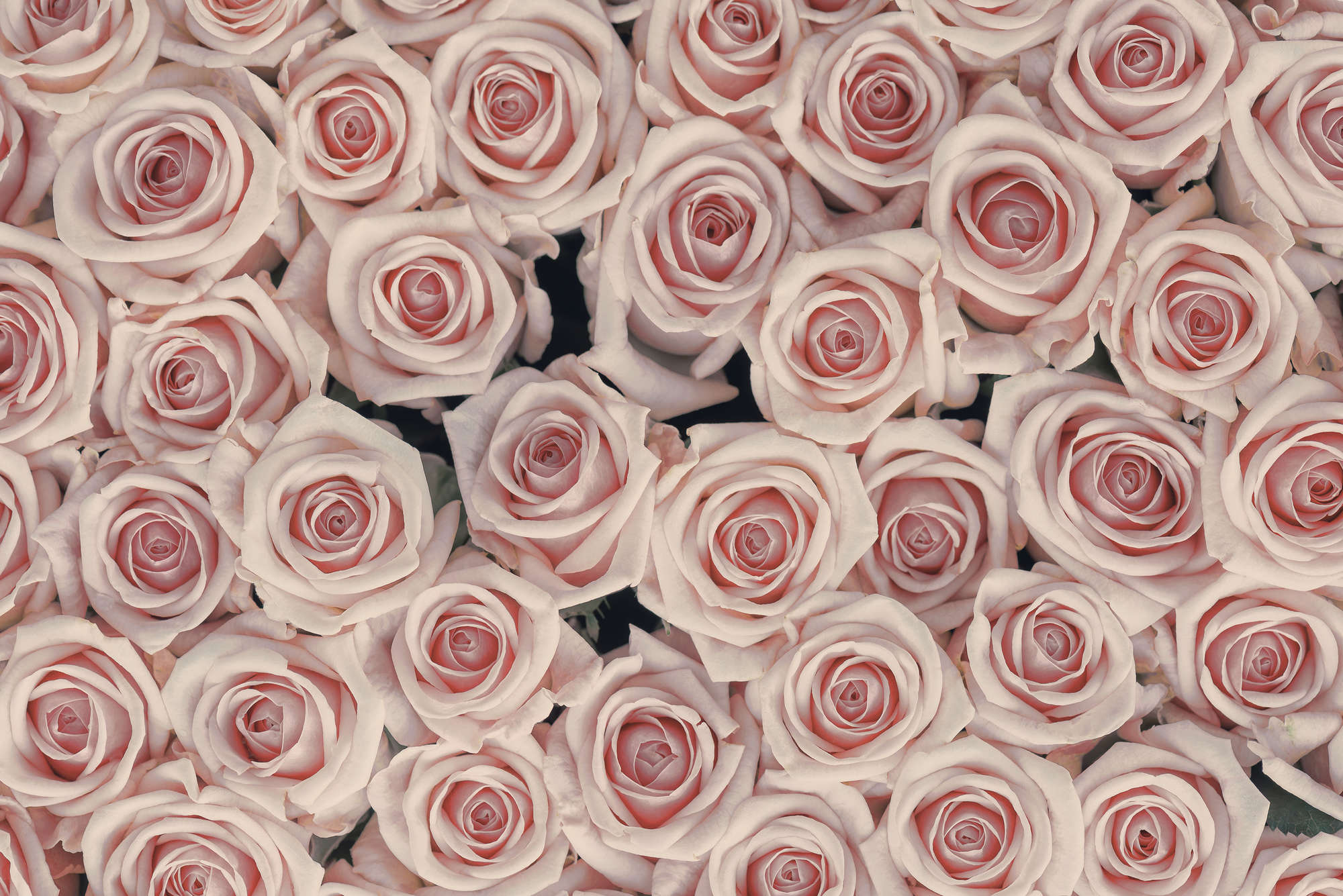             Pflanzen Fototapete rosa und weiße Rosen auf Strukturvlies
        