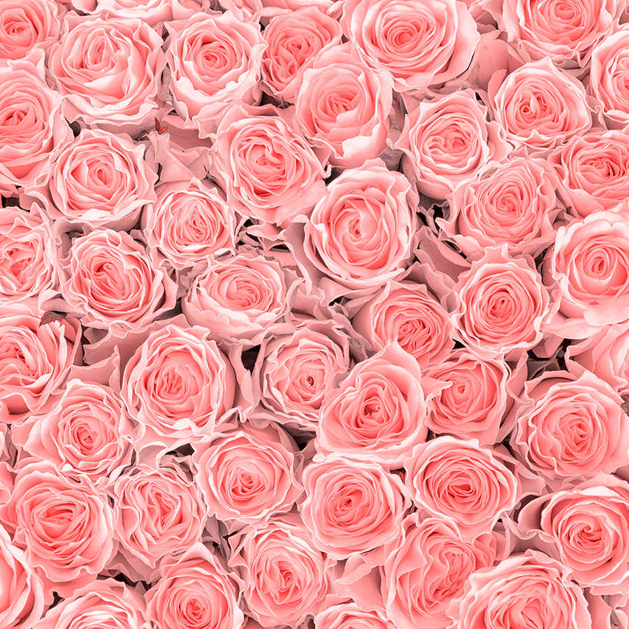 Pflanzen Fototapete pinke Rosen auf Strukturvlies

