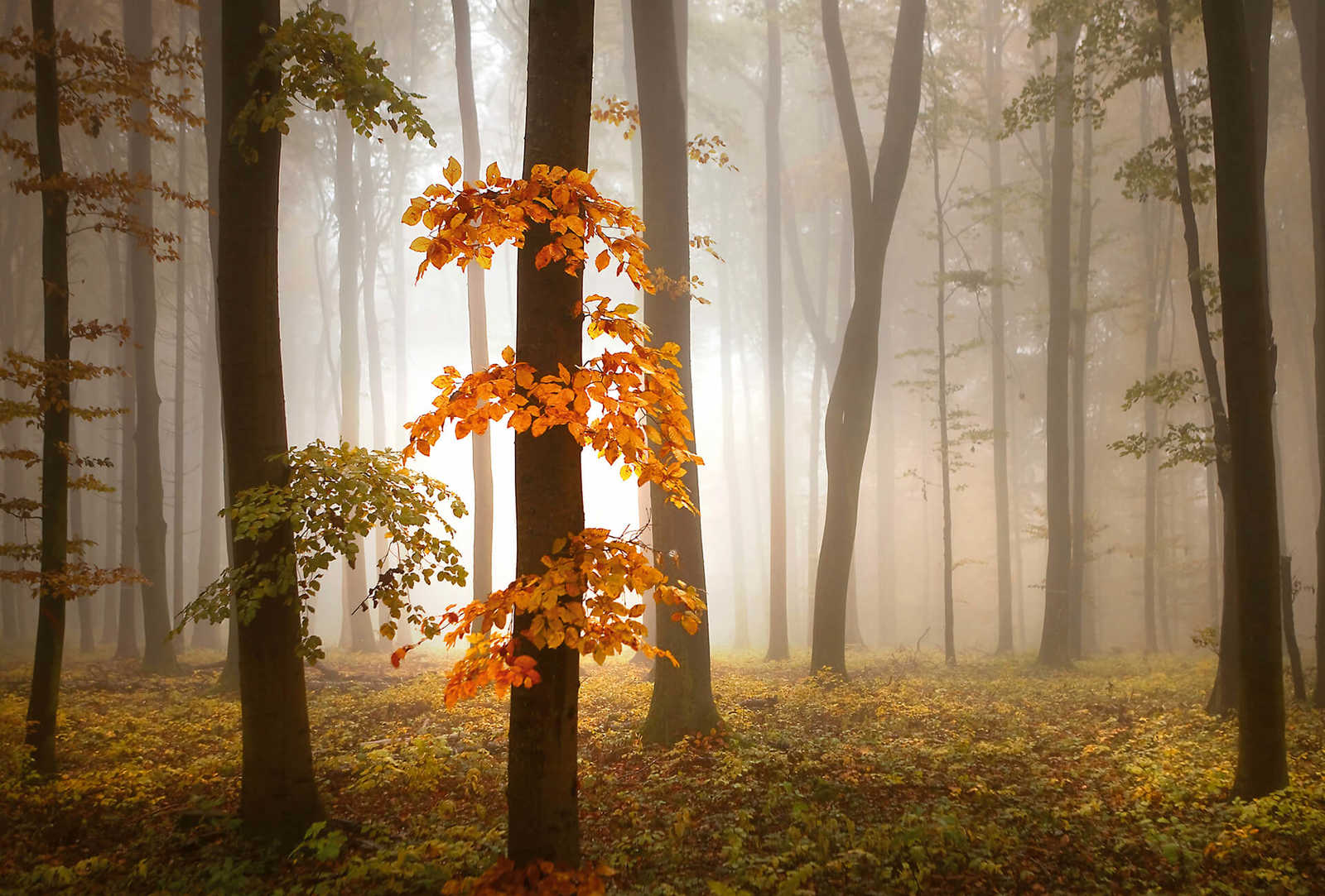             Fototapete Wald im Herbst mit Nebel – Orange, Braun
        