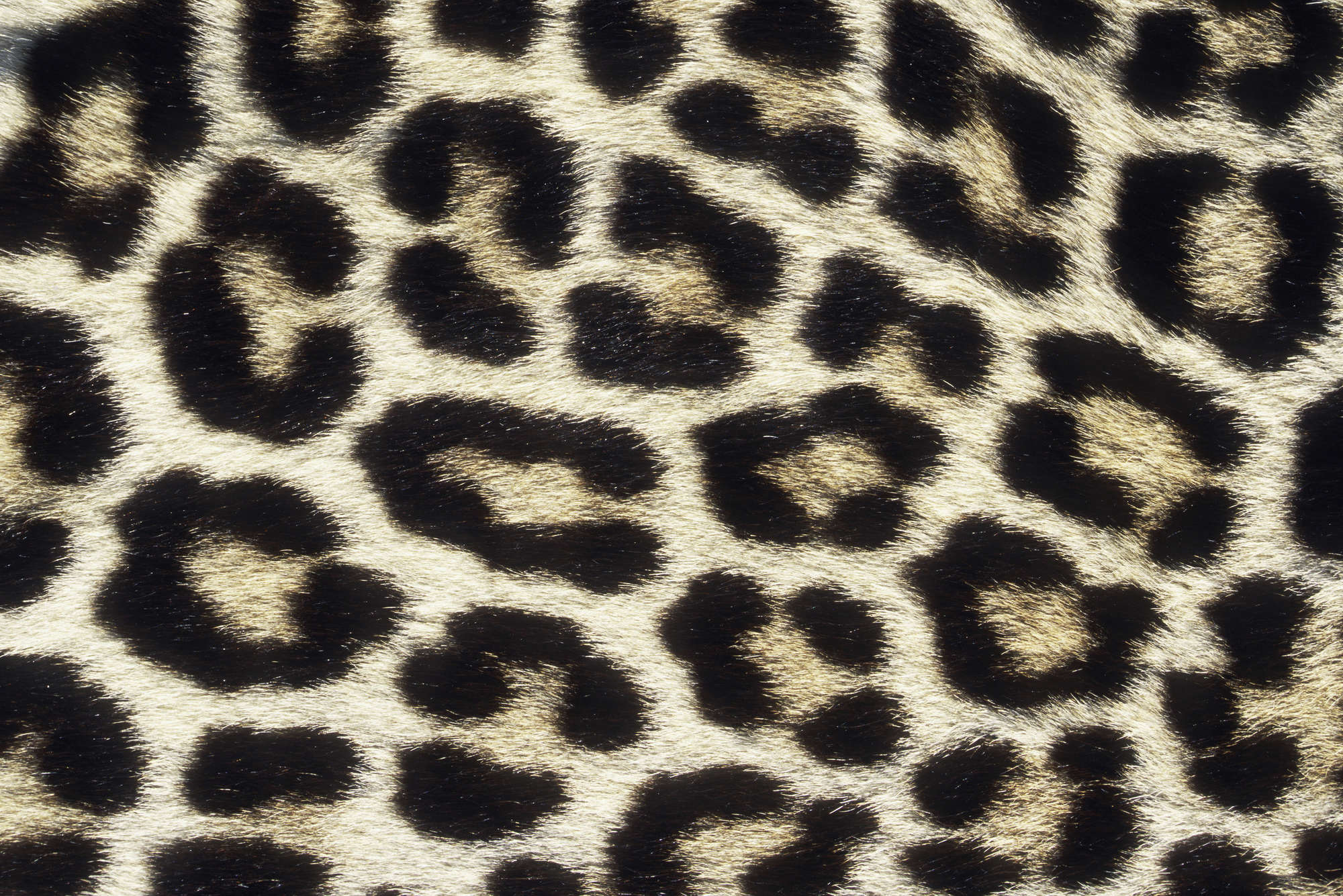             Fototapete mit Leopardenmuster – Strukturiertes Vlies
        