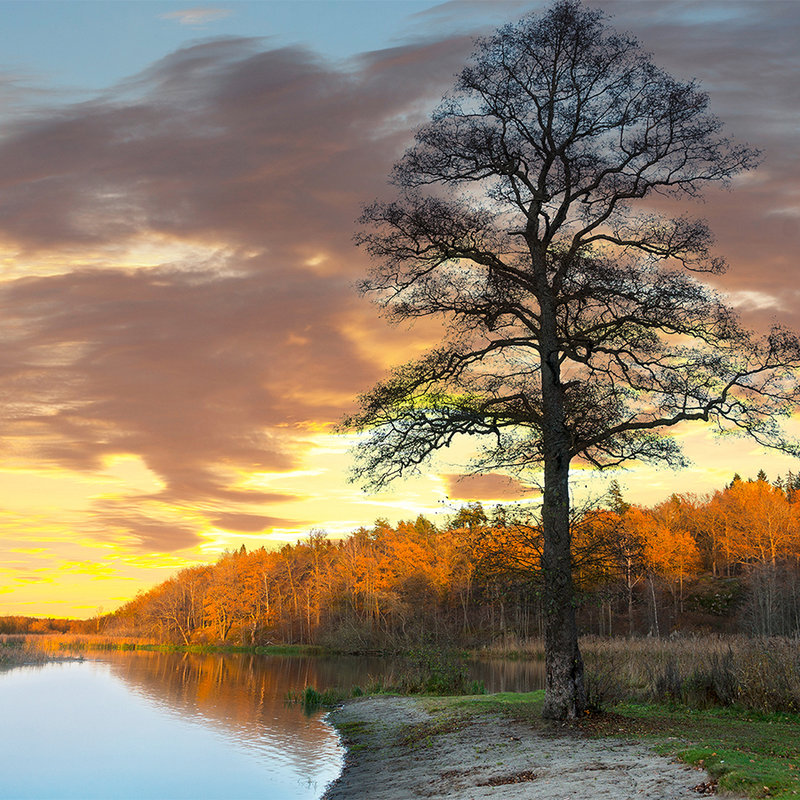 Fototapete Wald und Baum am Seeufer – Perlmutt Glattvlies
