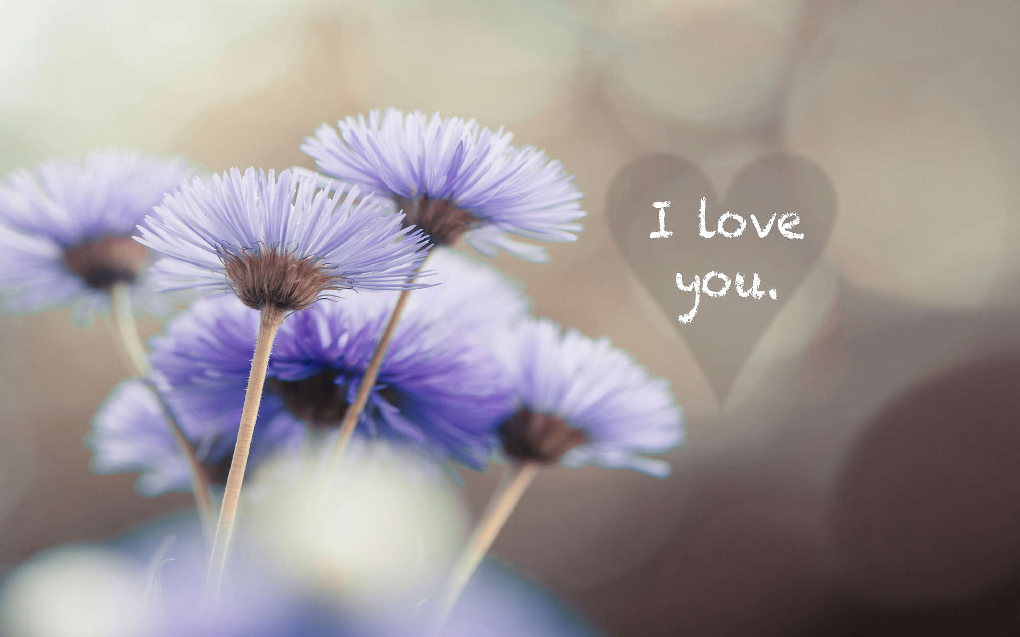             Fototapete Blumen in Violett mit Schriftzug "I love you" – Strukturiertes Vlies
        