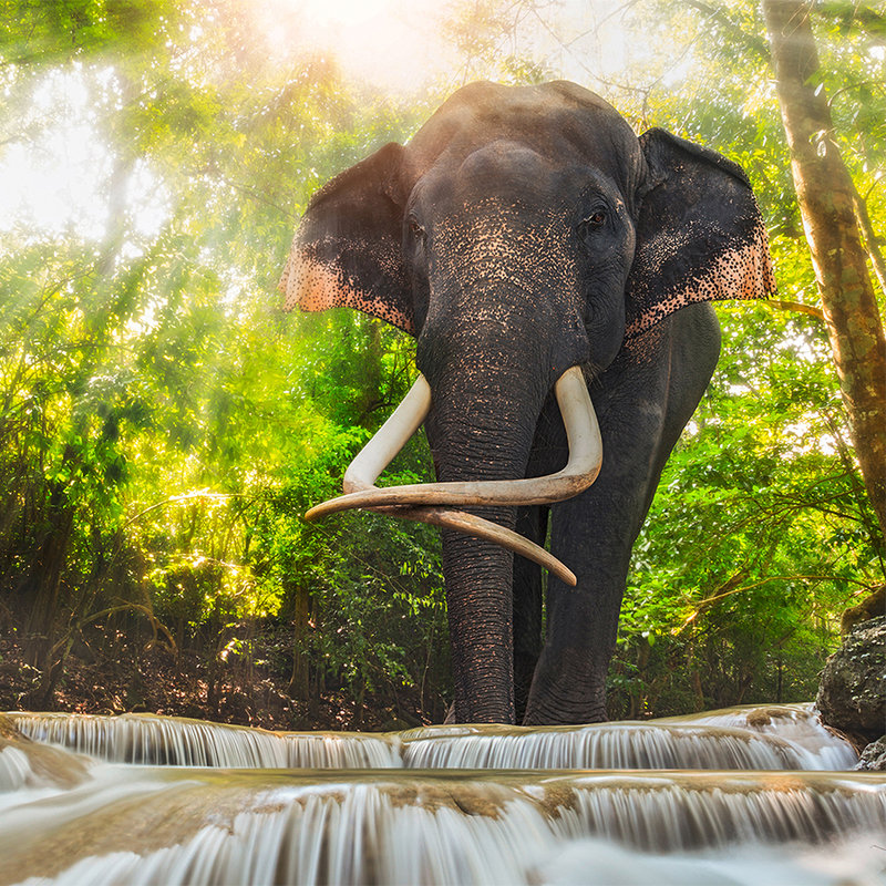 Natur Fototapete Elefant am Wasserfall – Mattes Glattvlies

