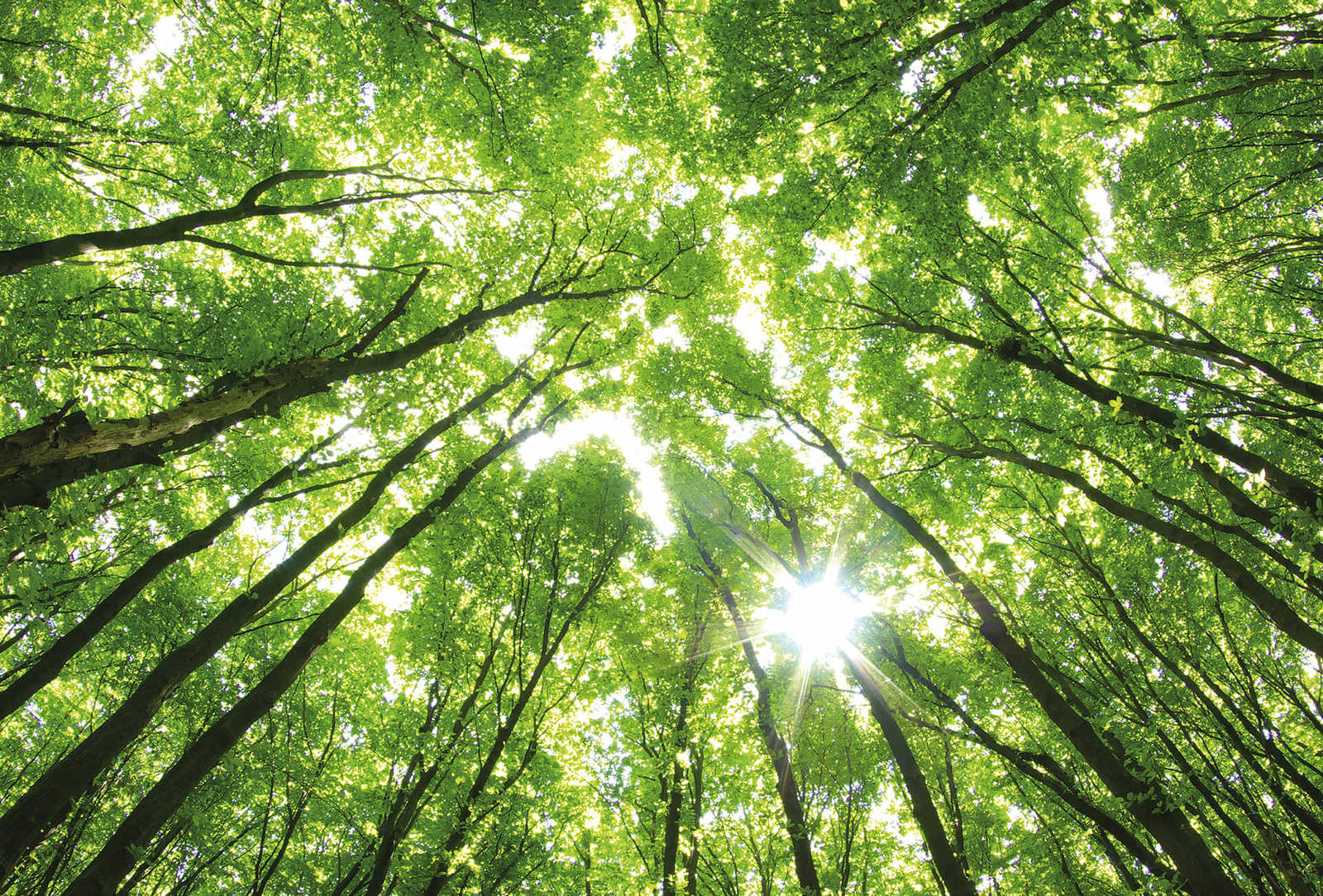Fototapete Bäume mit Lichteinfall – Grün, Braun, Weiß
