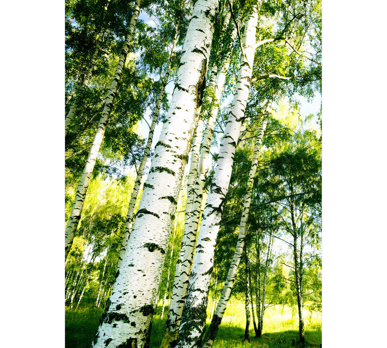 Birkenwald Fototapete im Hochformat – Grün, Weiß
