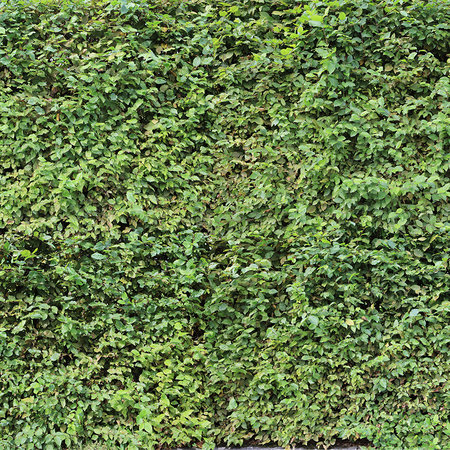 Fototapete grüne Hecke Blätter Dickicht mit 3D Effekt
