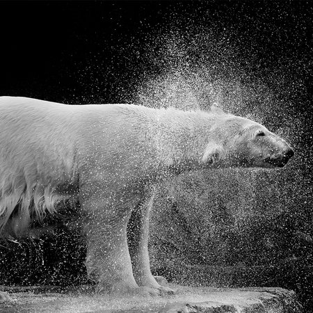         Fototapete nasser Eisbär vor schwarzem Hintergrund
    