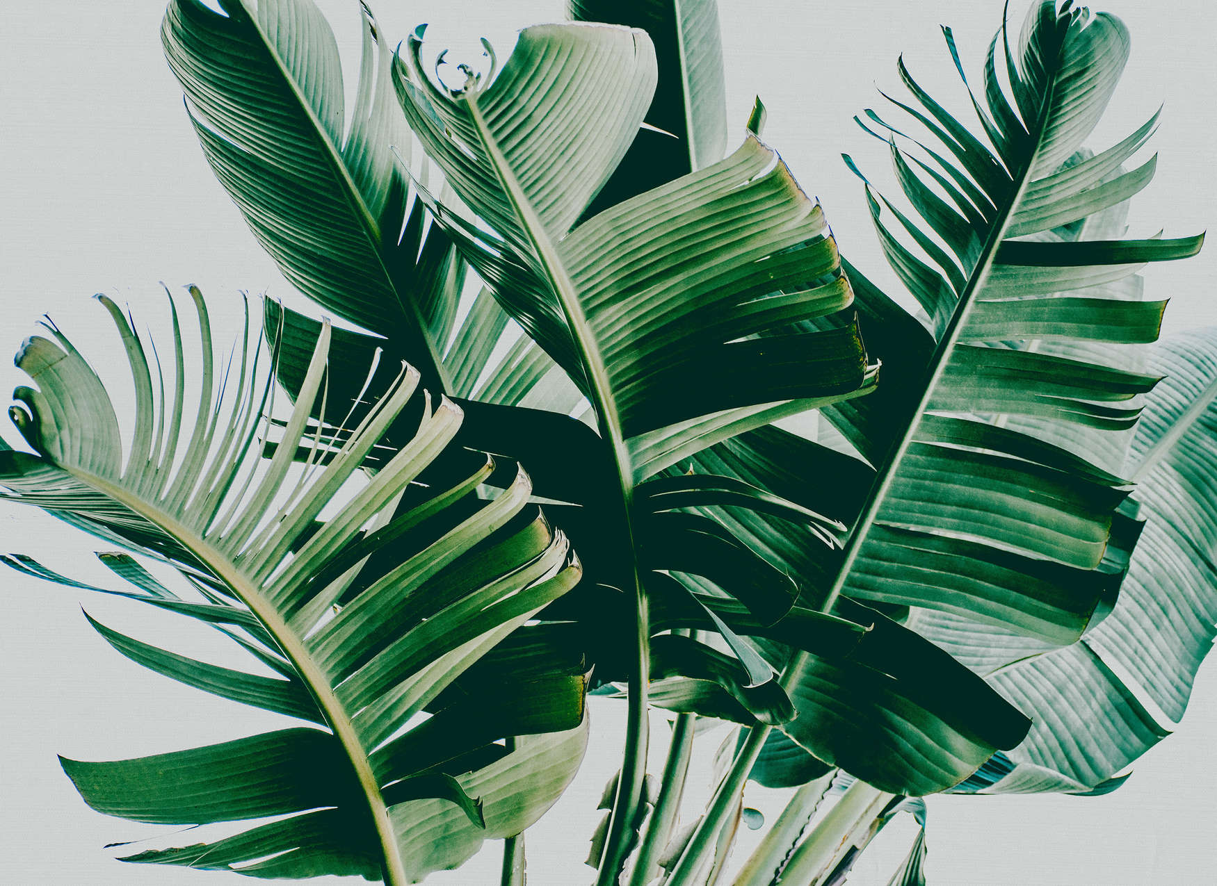             Fototapete mit Palmenblättern natürliches Motiv – Grün, Grau
        