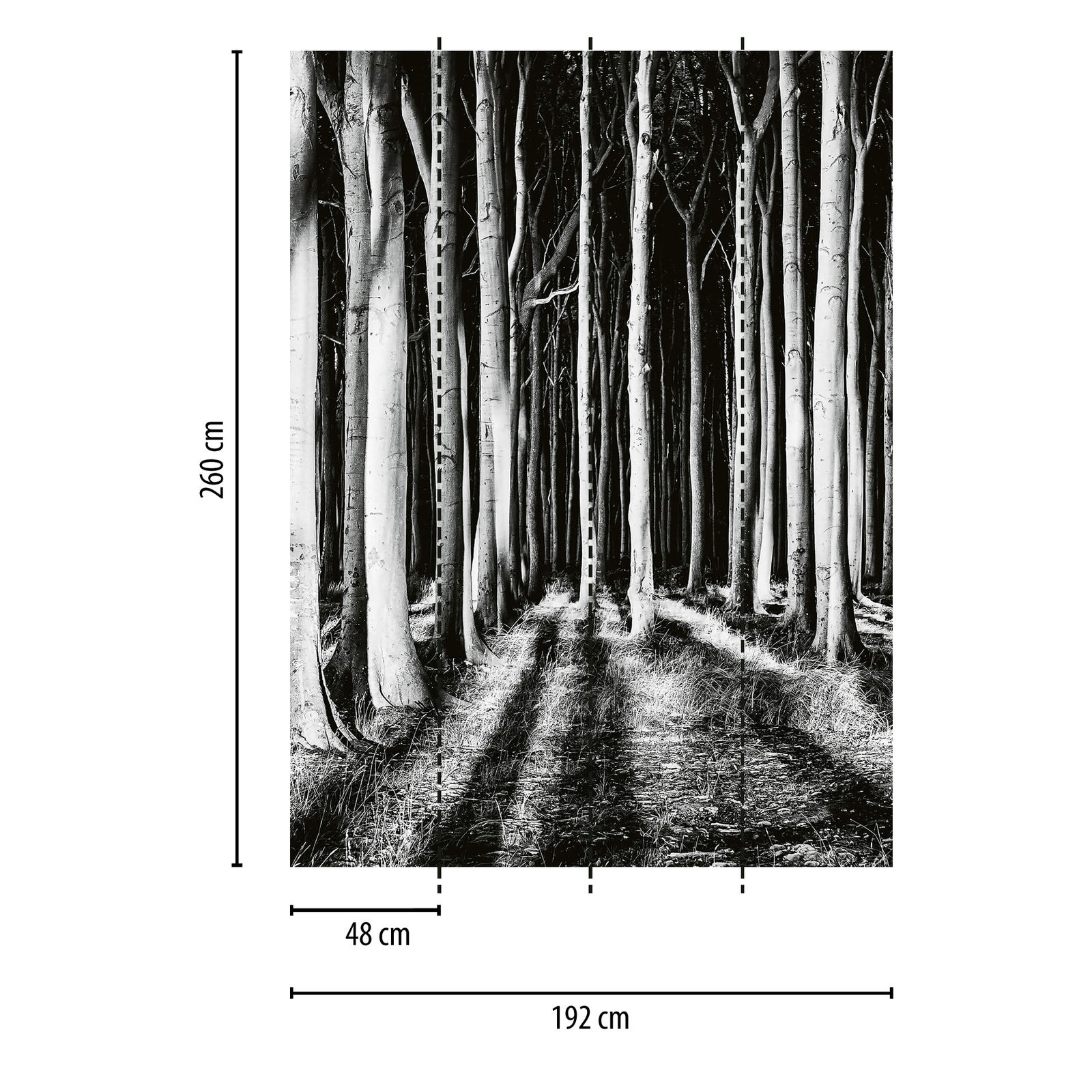            Fototapete Geisterwald bei Nacht – Schwarz, Weiß, Grau
        