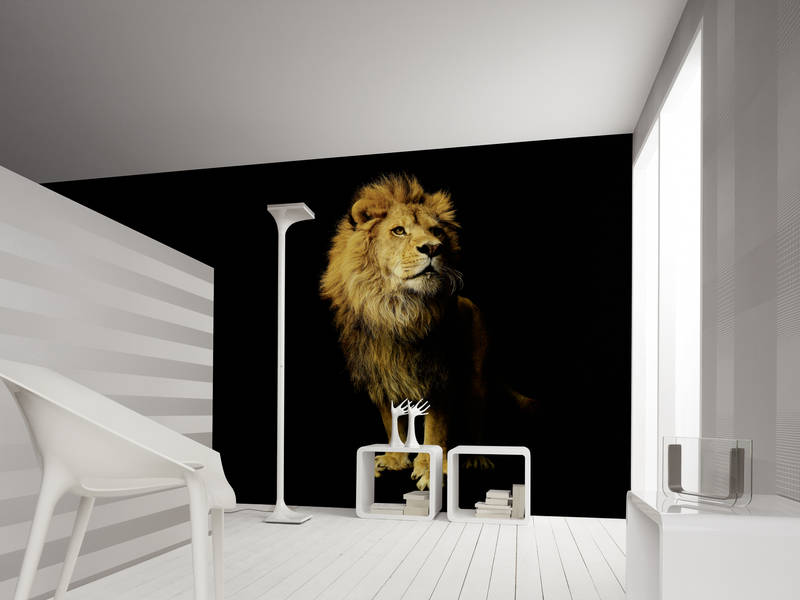             Löwe – Fototapete mit Tier-Portrait
        