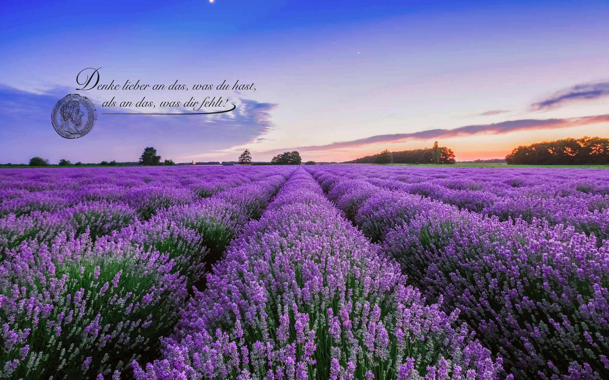             Fototapete Feld mit Lavendel und Schriftzug – Perlmutt Glattvlies
        
