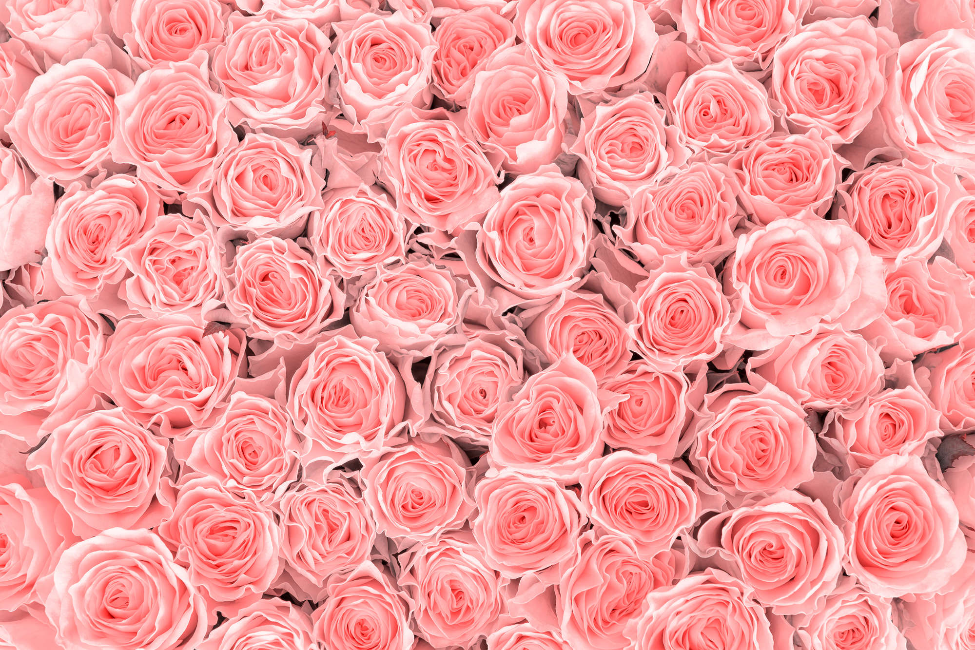             Pflanzen Fototapete pinke Rosen auf Matt Glattvlies
        