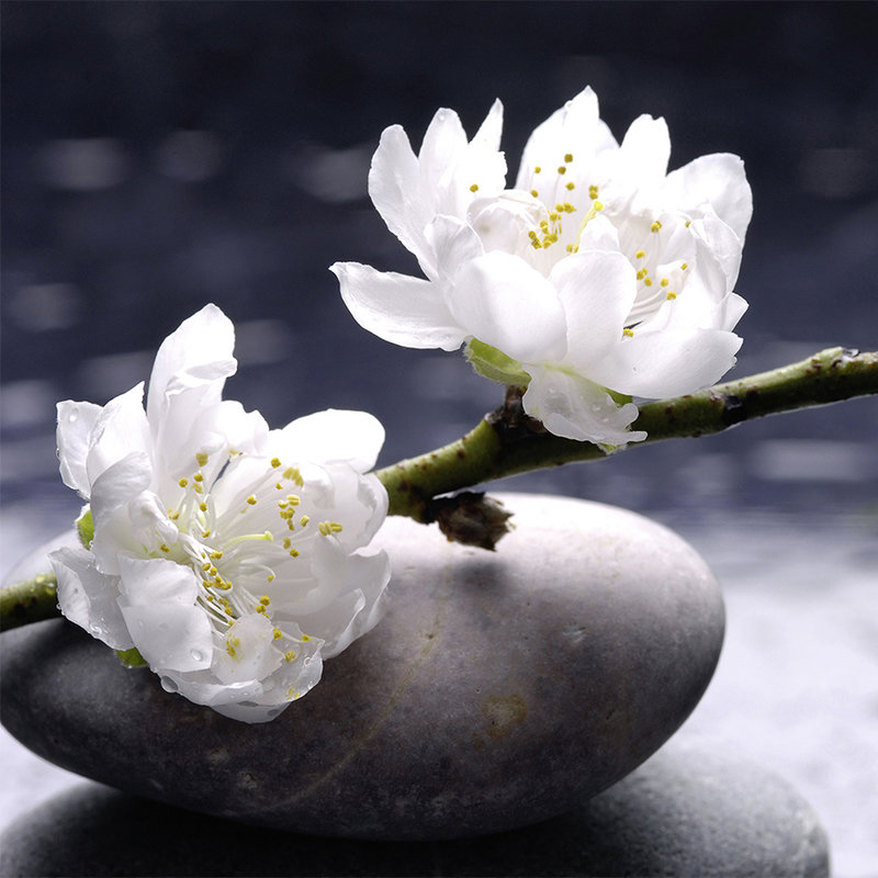 Fototapete Wellness Steine mit Blüten – Strukturiertes Vlies
