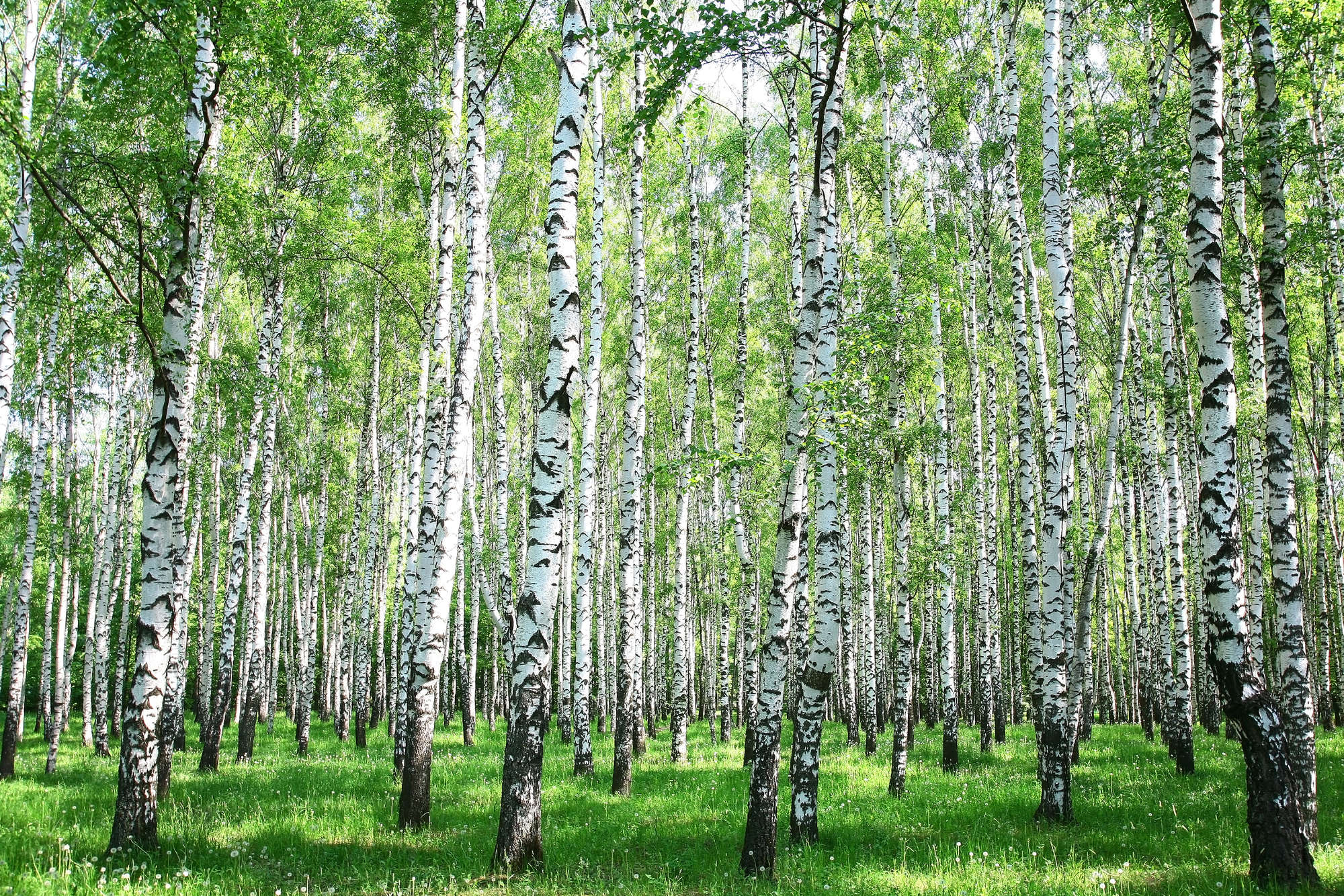             Natur Fototapete Birkenwald Motiv auf Perlmutt Glattvlies
        