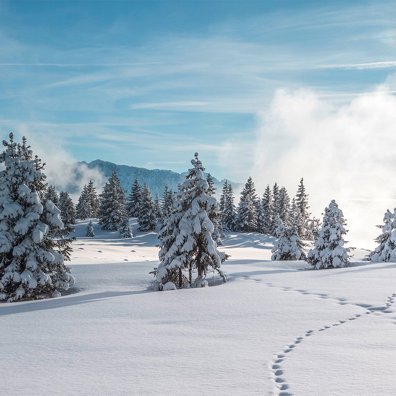 Fototapete Schnee und Fußspuren im Winterwald – Strukturiertes Vlies
