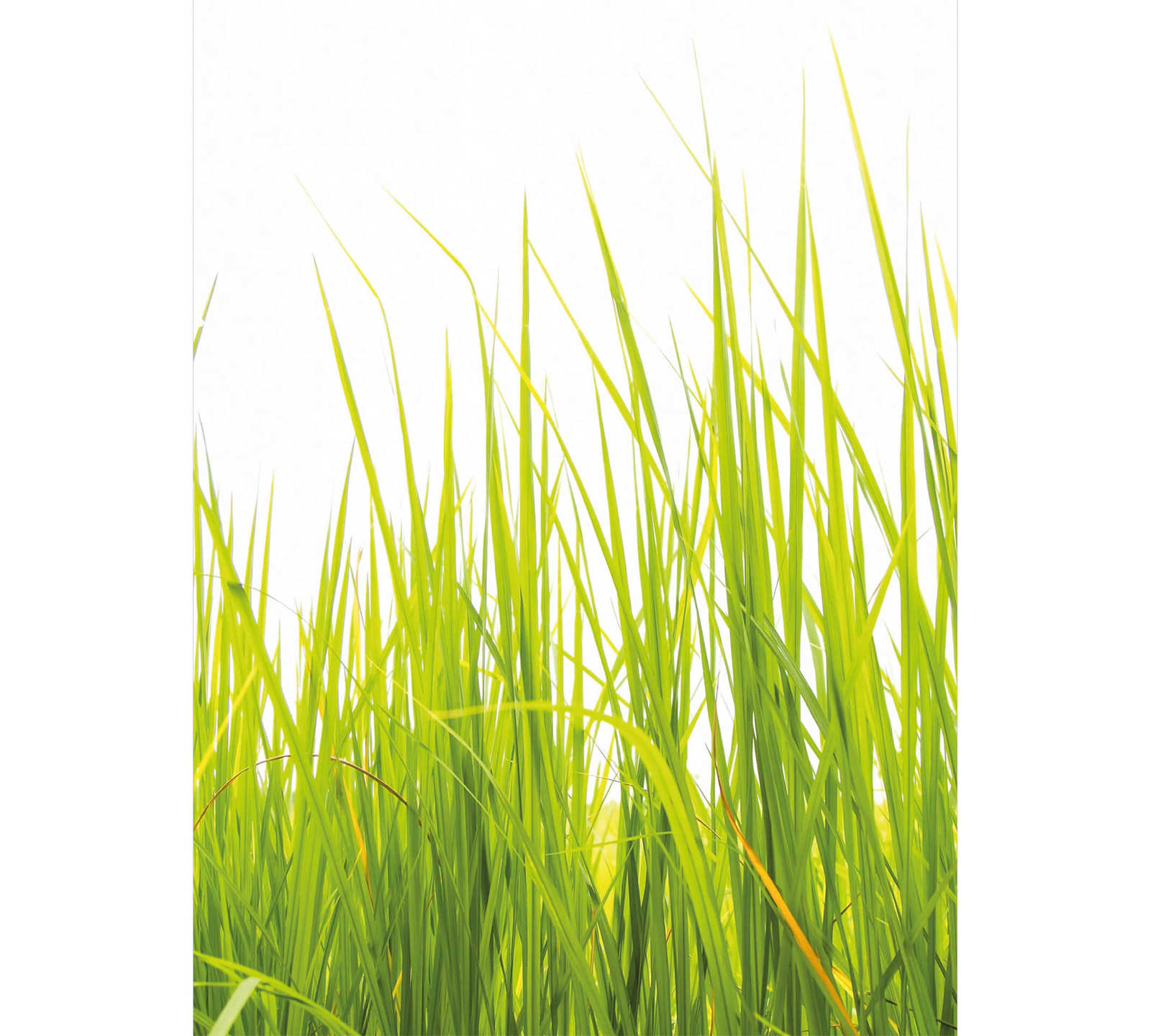 Schmale Fototapete Natur hohes Gras – Grün
