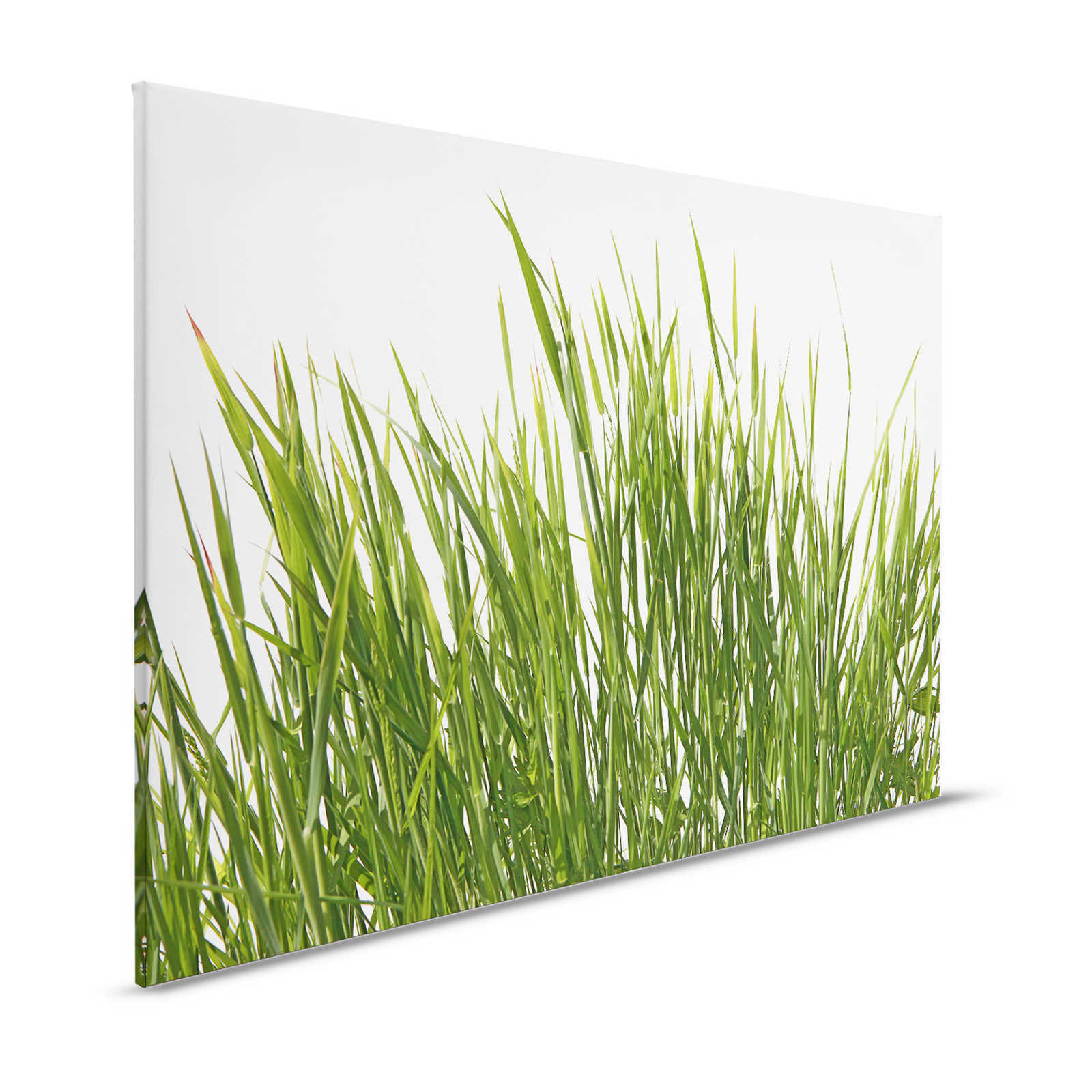 Leinwandbild Gräser Detail mit weißem Hintergrund – 1,20 m x 0,80 m
