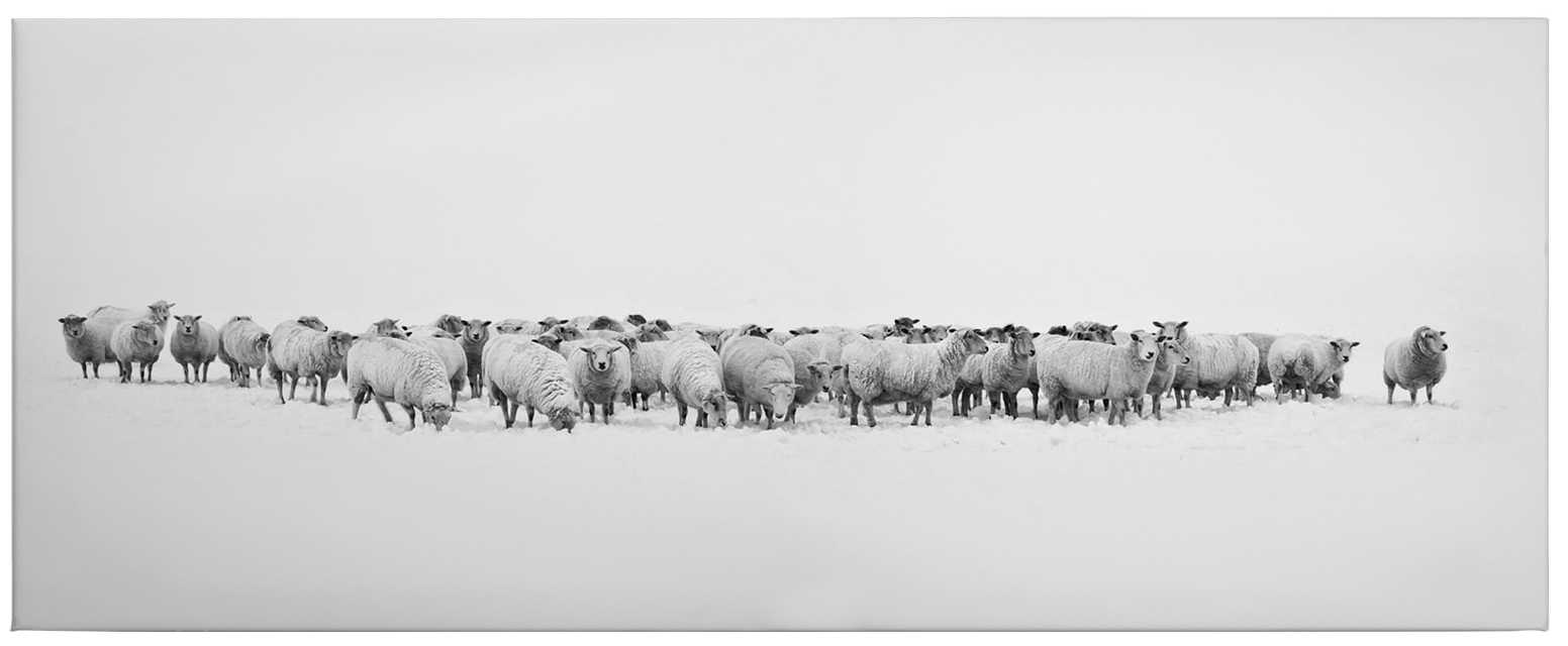             Panorama Leinwandbild Schafsherde in Weiß – 1,00 m x 0,40 m
        