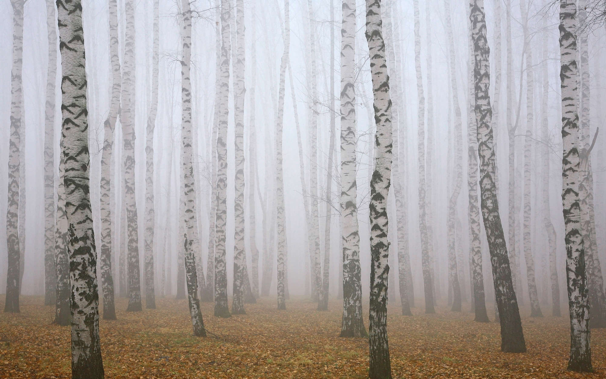             Fototapete Birkenwald im Nebel – Premium Glattvlies
        