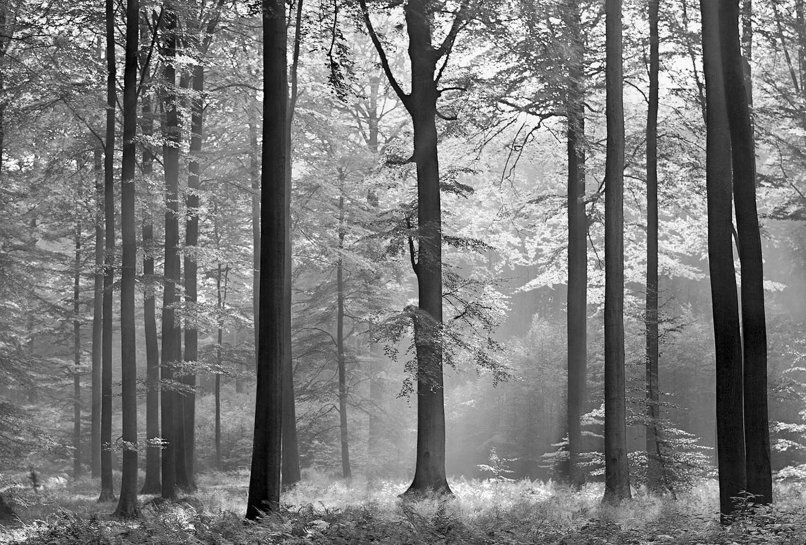         Schwarz-Weiß Fototapete Waldmotiv im Sonnenschein
    