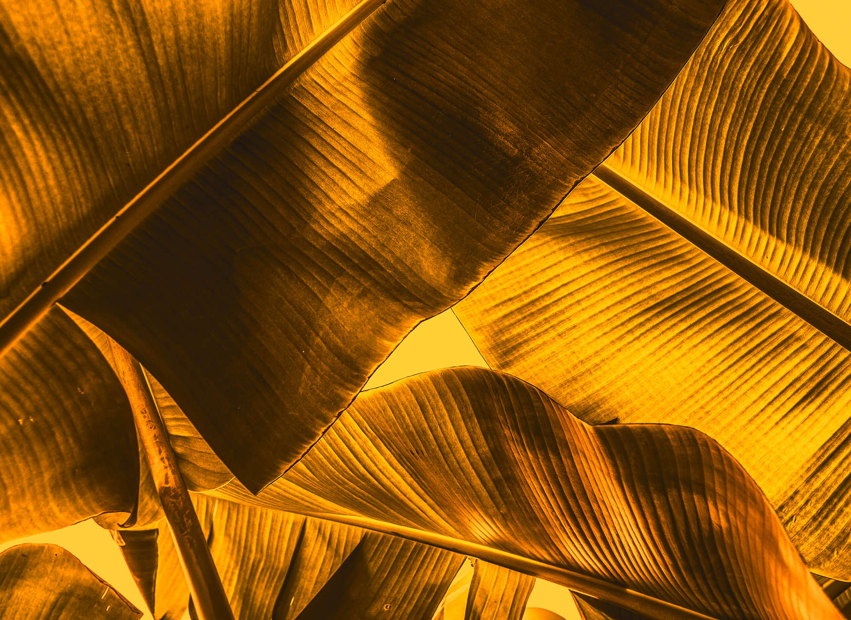             Tropische Blätter Detail-Bildmotiv – Orange, Gelb
        