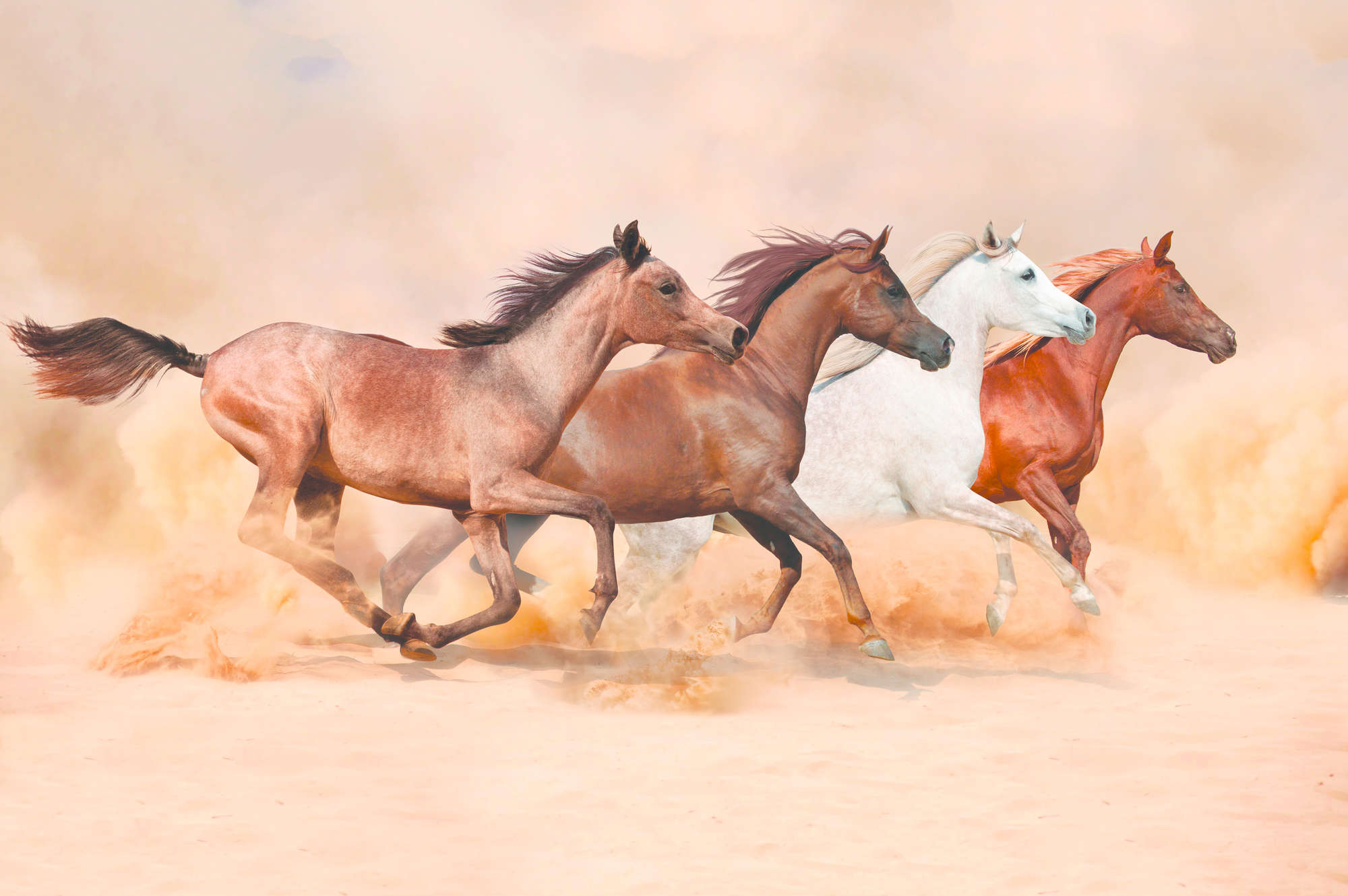             Pferde Fototapete mit galoppierender Herde auf Perlmutt Glattvlies
        