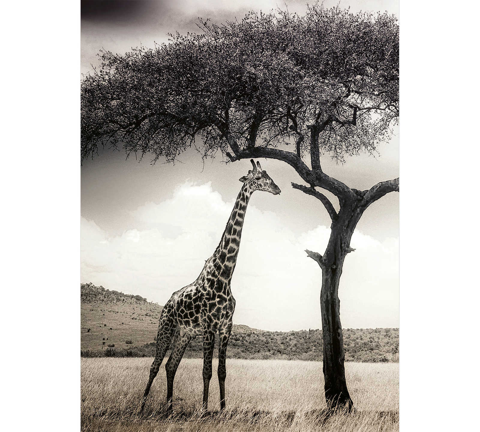 Fototapete Giraffe in Savanne – Grau, Weiß, Schwarz
