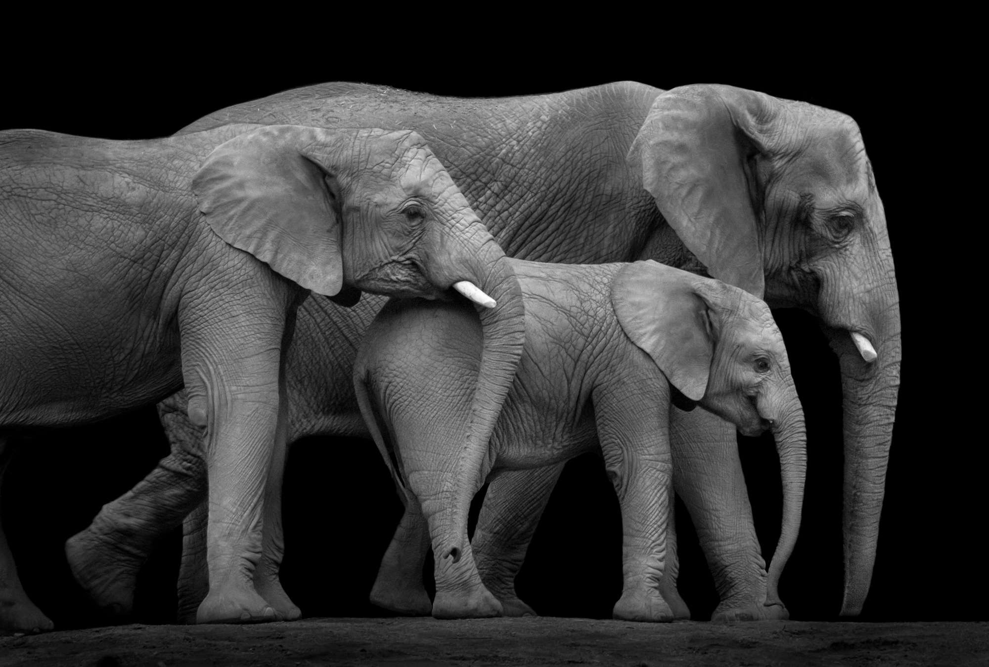             Fototapete Elefantenfamilie vor schwarzem Hintergrund
        