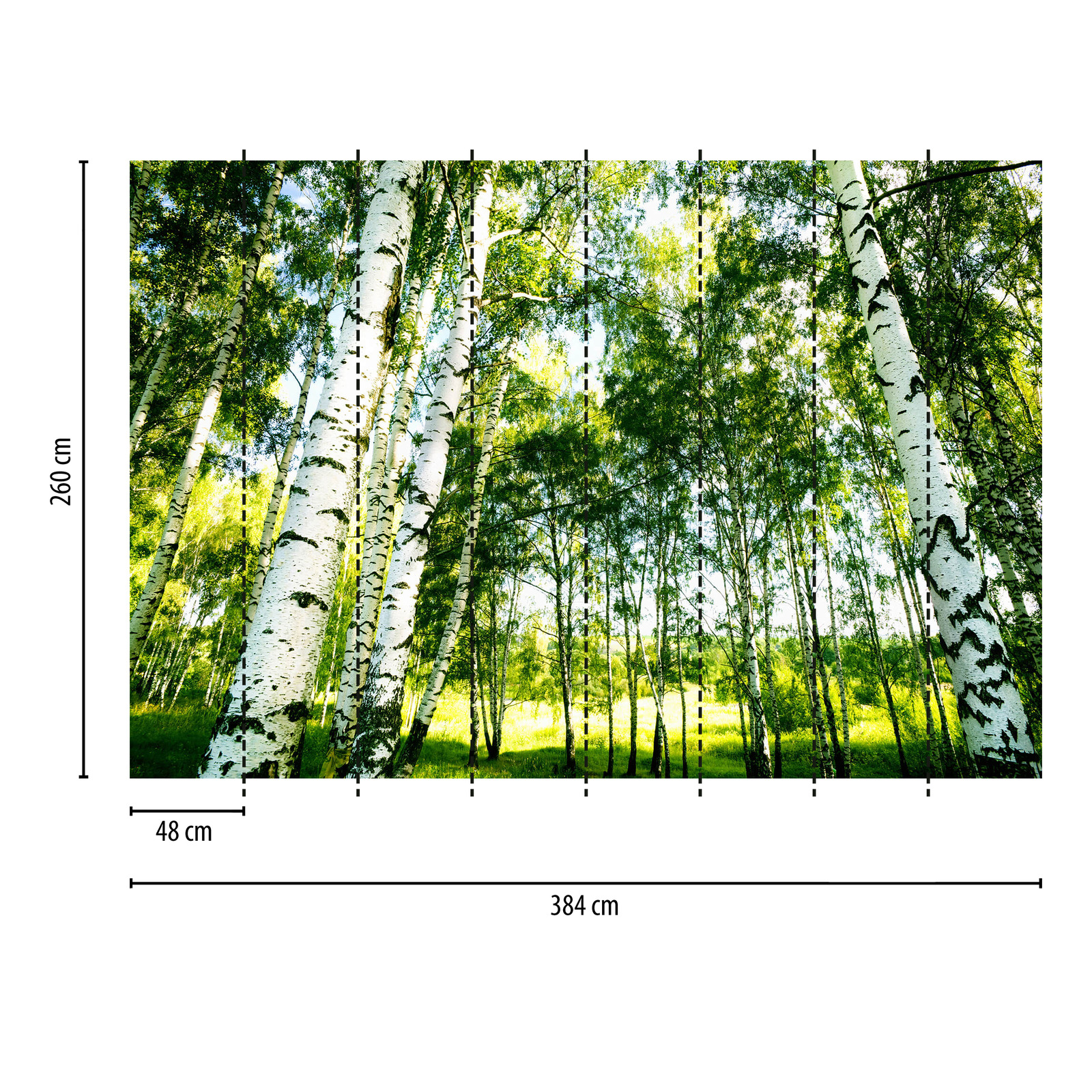             Fototapete Birkenwald im Sonnenschein – Grün, Weiß
        