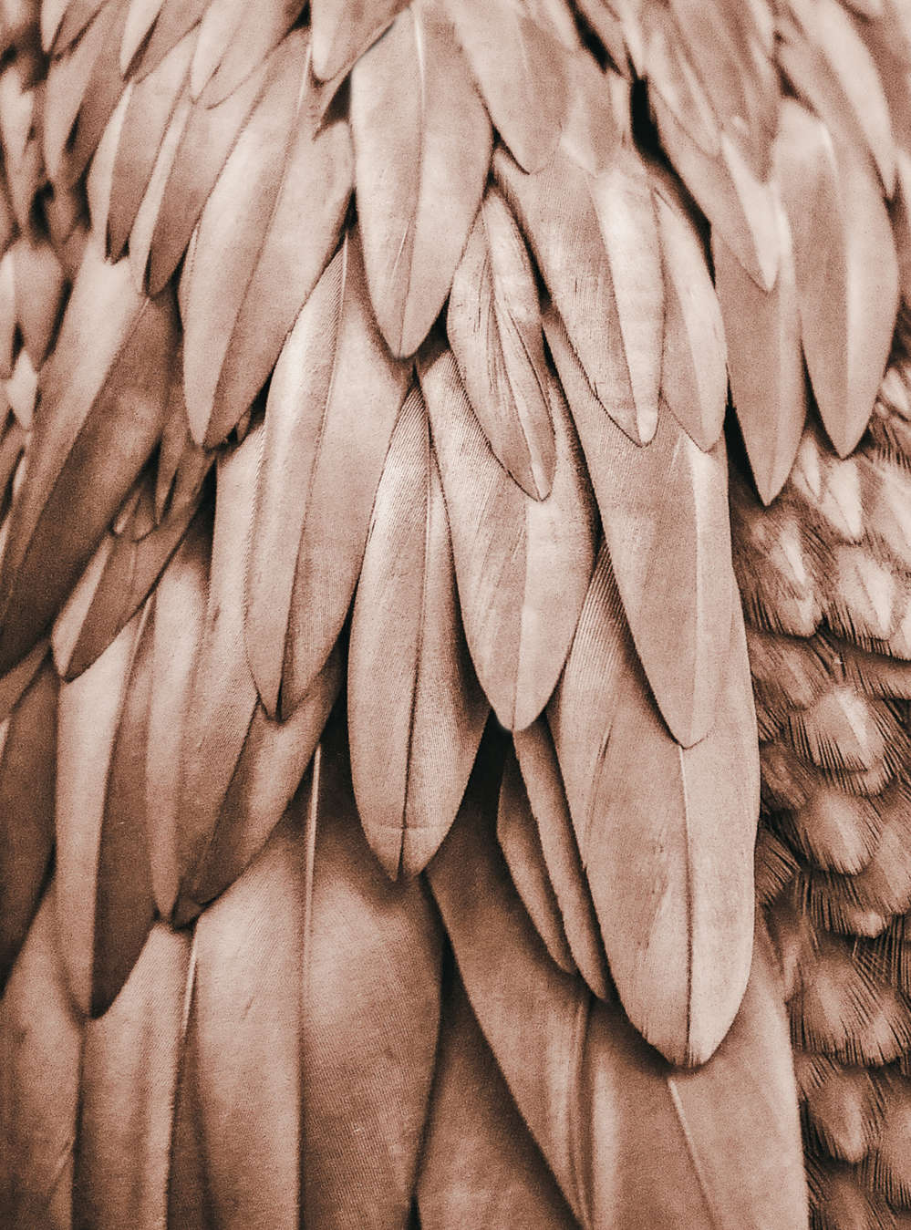             Fototapete Feder Flügel in Sepia Braun
        