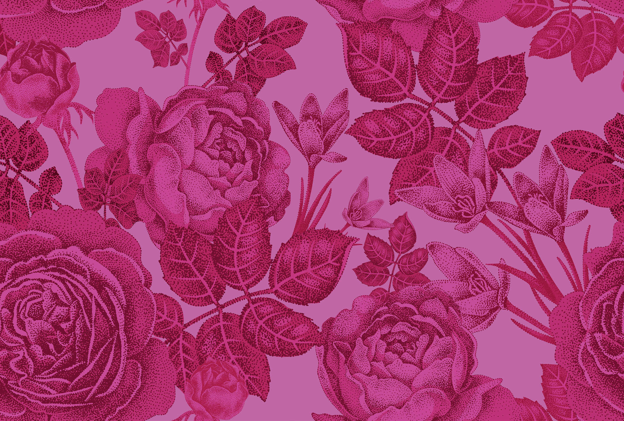             Blumige Fototapete Rosen am Strauch – Rosa
        